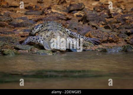 Crocodile américain, Crocodylus acutus, au bord du lac de Gatun, province de Colon, République du Panama. Banque D'Images