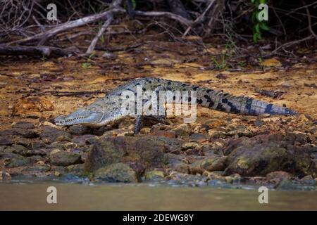 Crocodile américain, Crocodylus acutus, au bord du lac de Gatun, province de Colon, République du Panama. Banque D'Images