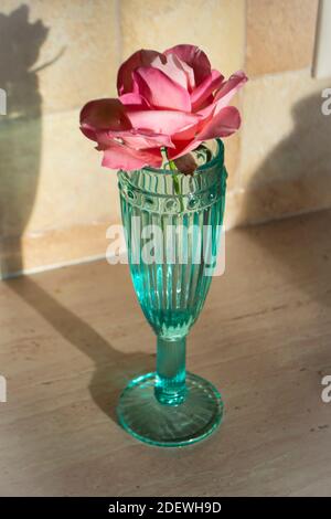 Gros plan de fleur comestible de rose sur le dessus. Fleur fondante rose Banque D'Images