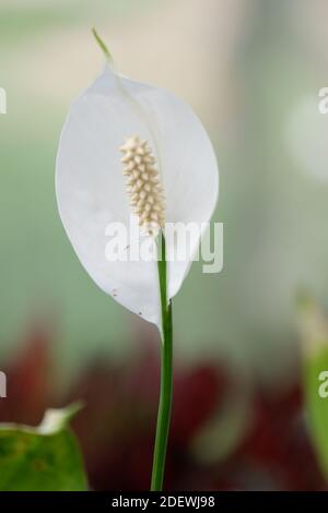 gros plan sur une magnifique fleur d'anthurium exotique avec effet de flou arrière-plan Banque D'Images