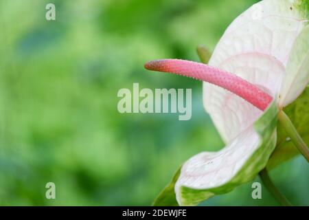 gros plan sur une magnifique fleur d'anthurium exotique avec effet de flou arrière-plan Banque D'Images