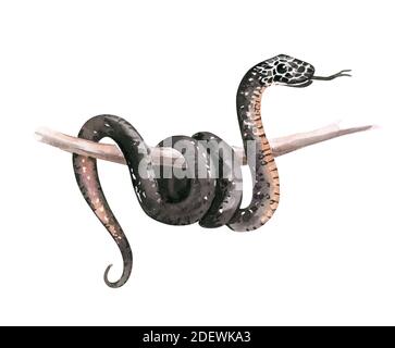 Aquarelle illustration serpent noir australien, serpent australien à ventre rouge. Pseudechis porphyriacus sur fond blanc. Banque D'Images