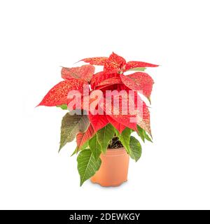 Poinsettia, une plante de Noël rouge décorative à paillettes dorées Banque D'Images