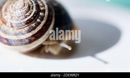 Macro photographie de Helix aspersa Muller, un gastéropode terrestre italien commun et avec un oeil humide montres curieux devant l'appareil photo , sélectif foyer o Banque D'Images