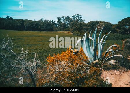 paysage d'un champ en catalogne, espagne par une journée ensoleillée avec une agave sur le côté de la route Banque D'Images