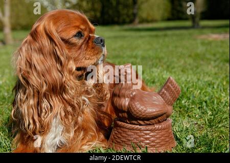 Cavalier King Charles Spaniel avec Chocolate Hen Banque D'Images