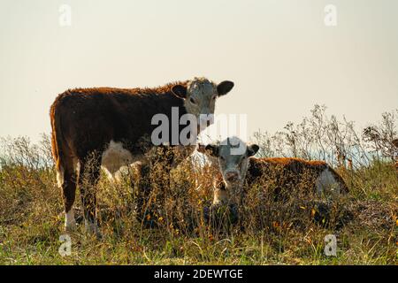 Les veaux de la race bovine Hereford reposent dans les hautes herbes sur un pré. Banque D'Images