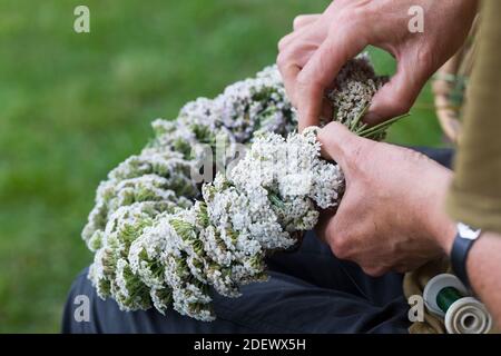Schafgarben-Kranz, Schafgarbenkranz, Kranz, Blumenkranz aus Schafgarbe, Schafgarbe, Gewöhnliche Schafgarbe, Wiesen-Schafgarbe, Schafgabe, Achillea mil Banque D'Images