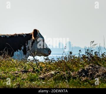 Vache de la race Hereford reposant dans un pré au bord de la mer. Banque D'Images