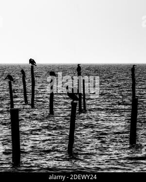 Image en noir et blanc de cormorans reposant sur de vieux poteaux en bois achètent la mer. Banque D'Images