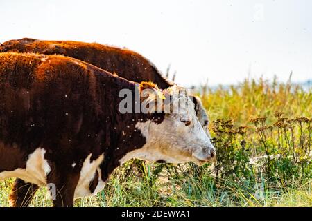 Vache attrapée dans un essaim dense de mouches pendant le pâturage. . Photo de haute qualité Banque D'Images