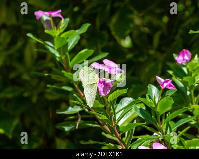 Le White Angled-Sulphur (Anteos Clorinde) pose sur le roseus de Catharanthus, communément connu sous le nom de Bright Eyes, Cape Periwinkle, Graveyard Plant, etc Banque D'Images