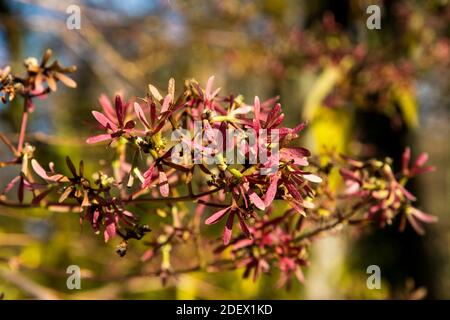 Graines d'Heptacodium miconioides Banque D'Images