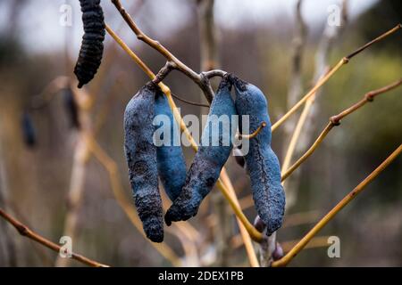 Les fruits de Decaisnea fargesii Banque D'Images