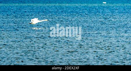 Magnifique atterrissage en cygne blanc sur l'eau. Photo de haute qualité Banque D'Images