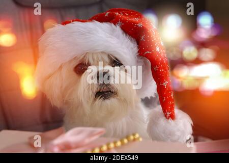 Un petit chien maltais vêtu d'un chapeau de Père Noël est assis à la table avec des cadeaux pour le Père Noël et Noël. Banque D'Images