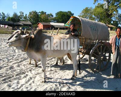 Le wagon avec les taureaux, Myanmar Banque D'Images