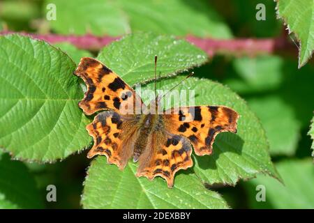 Comma Butterfly (Polygonia c-album) adulte au repos sur des feuilles de mûre, pays de Galles Banque D'Images