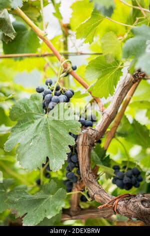 Des raisins noirs mûrs sont accrochés dans des petits pains dans un vignoble de Ravello Campania en Italie. Banque D'Images