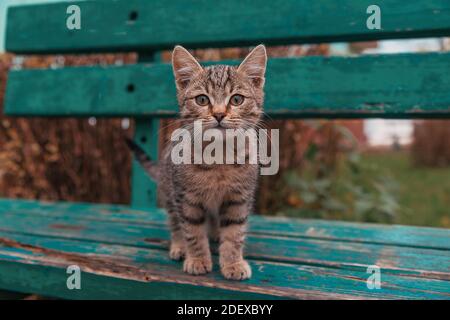 Un petit chaton tabby se tient sur un vieux banc. Faible profondeur de champ Banque D'Images