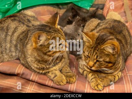 Famille Cat. Deux chats tabby et plusieurs chatons sont couchés sur un tapis à carreaux. Banque D'Images