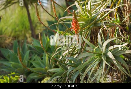 Une fleur Aloe arborescens, krantz aloe, candelabra aloe dans le sud de l'Espagne Banque D'Images