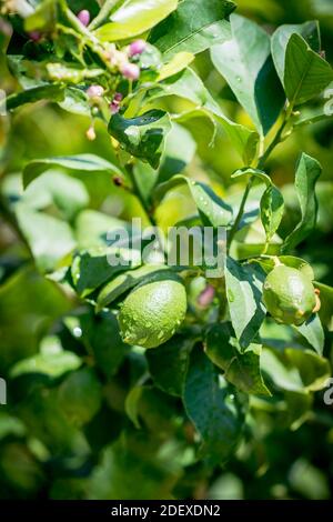 Une lime est suspendue à un citronnier dans un jardin de Ravello, en Italie. Banque D'Images