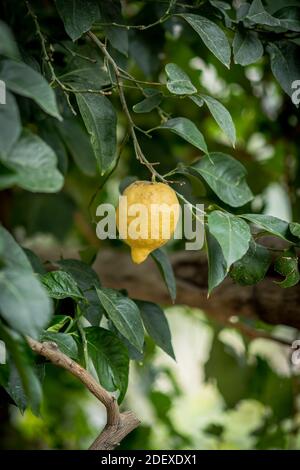 Un citron pend d'un citronnier dans un jardin de Ravello Italie. Banque D'Images