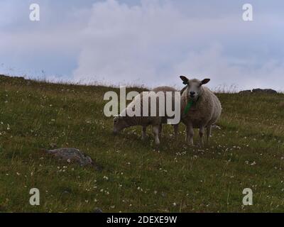 Vue de deux jolis moutons paître, dont l'un regarde la caméra, avec col vert et cloche sur la prairie avec fleurs près d'Andenes, Andøya, Norvège. Banque D'Images