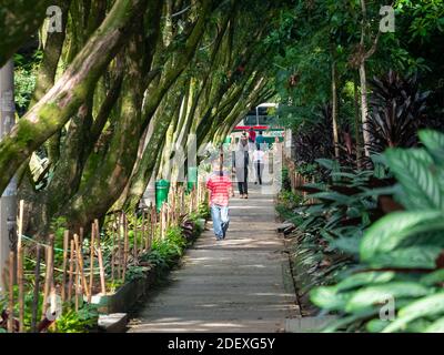 MEDELLIN, COLOMBIE - 20 novembre 2020: Medellin, Antioquia / Colombie - 19 2020 novembre: Passerby portant le visage masques marcher entre les arbres et les plantes dans le Pub Banque D'Images