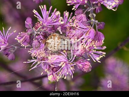 Garden Orb-weaver Spider (Araneus diadematus) adulte caché dans la fleur de Thalictrum, pays de Galles, mai Banque D'Images
