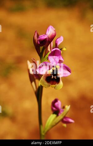 Gros plan de la fleur d'orchidée de la mouche à scie rose sauvage Ophrys tenthredinifera à El Torcal de Antequerra, Espagne Banque D'Images