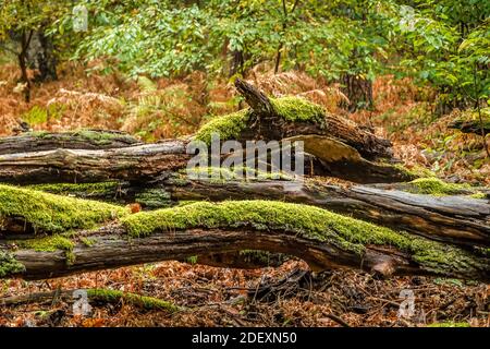 Vermodernde Bäume, Wald, Spandauer Forst, Hakenfelde, Spandau, Berlin, Allemagne Banque D'Images