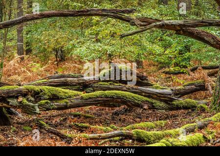 Vermodernde Bäume, Wald, Spandauer Forst, Hakenfelde, Spandau, Berlin, Allemagne Banque D'Images