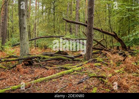 Vermodernde Bäume, Wald, Spandauer Forst, Hakenfelde, Spandau, Berlin, Allemagne Banque D'Images