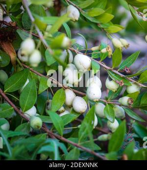 Myrtus, baies de Hambeles, fruits aromatiques botaniques sur les arbres de mersin. Banque D'Images