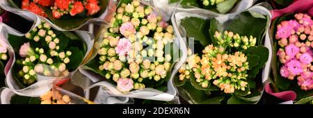 Fleurs multicolores succulentes Kalanchoe kalandiva en pleine fleur gros plan sur le magasin de fleurs. Bannière Banque D'Images