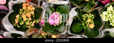 Fleurs multicolores succulentes Kalanchoe kalandiva en pleine fleur gros plan sur le magasin de fleurs. Bannière Banque D'Images