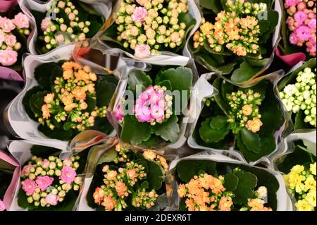 Fleurs multicolores succulentes Kalanchoe kalandiva en pleine fleur de près sur le magasin de fleurs Banque D'Images