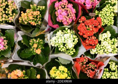 Fleurs multicolores succulentes Kalanchoe kalandiva en pleine fleur de près sur le magasin de fleurs Banque D'Images