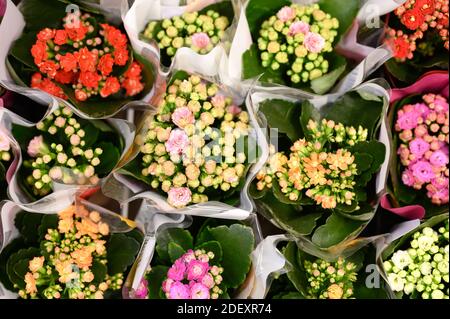 Fleurs multicolores succulentes Kalanchoe kalandiva en pleine fleur de près sur le magasin de fleurs Banque D'Images