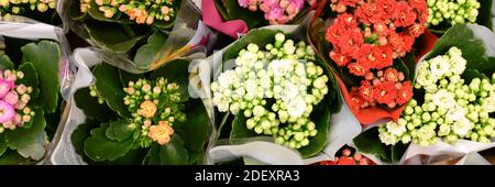 Fleurs multicolores succulentes Kalanchoe kalandiva en pleine fleur gros plan sur le magasin de fleurs. Bannière Banque D'Images