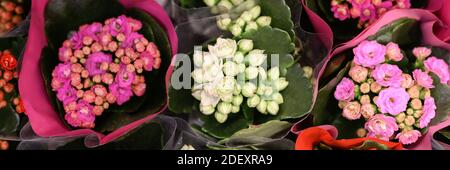 Fleurs multicolores succulentes Kalanchoe kalandiva en pleine fleur gros plan sur le magasin de fleurs. Bannière Banque D'Images