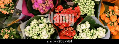 Fleurs multicolores succulentes Kalanchoe kalandiva en pleine fleur gros plan sur le magasin de fleurs. Bannière Banque D'Images