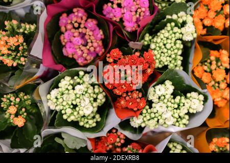 Fleurs multicolores succulentes Kalanchoe kalandiva en pleine fleur de près sur le magasin de fleurs Banque D'Images