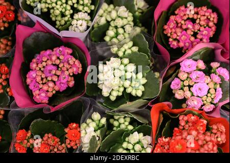 Fleurs multicolores succulentes Kalanchoe kalandiva en pleine fleur de près sur le magasin de fleurs Banque D'Images