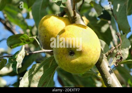 Pippin de citron aux pommes. Malus domestica 'Pippin de citron' Banque D'Images