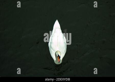 Natation de cygne seule dans la rivière Nene (Northampton, Royaume-Uni) Banque D'Images