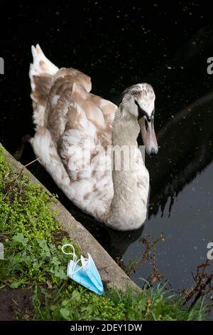 Hackney,Londres novembre 2020 pendant la pandémie de Covid-19 (coronavirus). Masque de face ignoré. Canal de navigation de Lea Banque D'Images