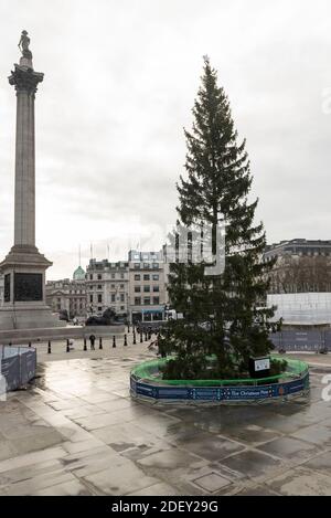 Londres, Royaume-Uni. 2 décembre 2020. L'arbre de Noël traditionnel a été installé à Trafalgar Square avant l'allumage de ses lumières cette semaine. Cet arbre est un cadeau annuel du peuple norvégien, en reconnaissance de l’aide du Royaume-Uni pendant la Seconde Guerre mondiale, et l’éclairage cérémonial de l’arbre déclenche officieusement la période de Noël de la capitale. Cette année, en raison de la pandémie du coronavirus, il n'y aura pas de cérémonie. Les ouvriers ont profité du calme pour rénover les fontaines de la place. Credit: Stephen Chung / Alamy Live News Banque D'Images